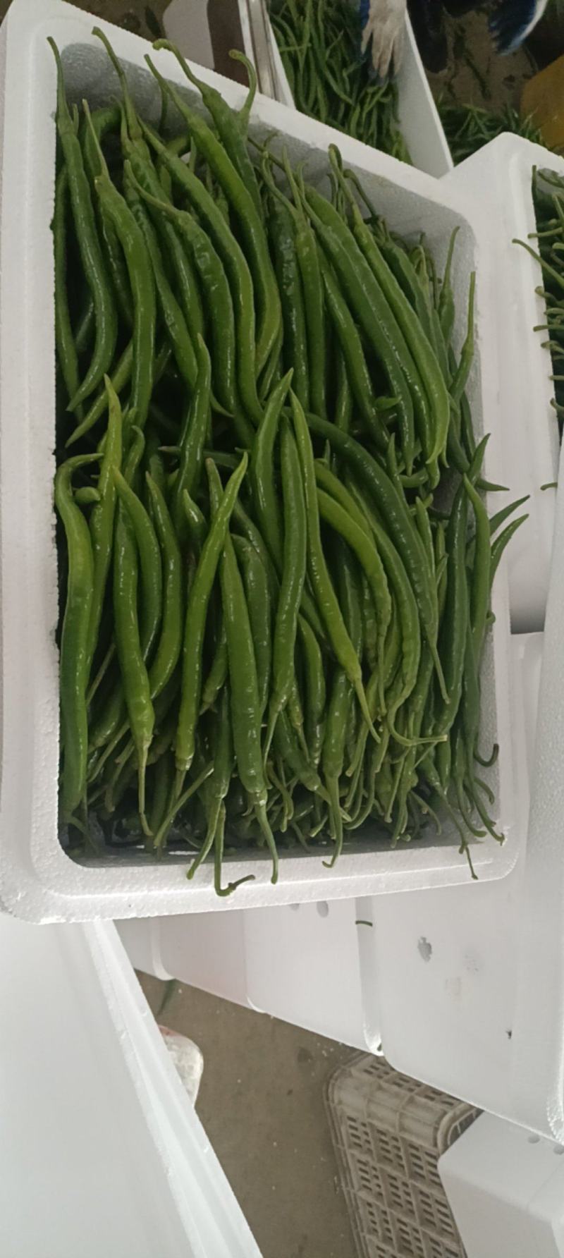 青线椒.精品.通货.电商货.量大从优货源充足