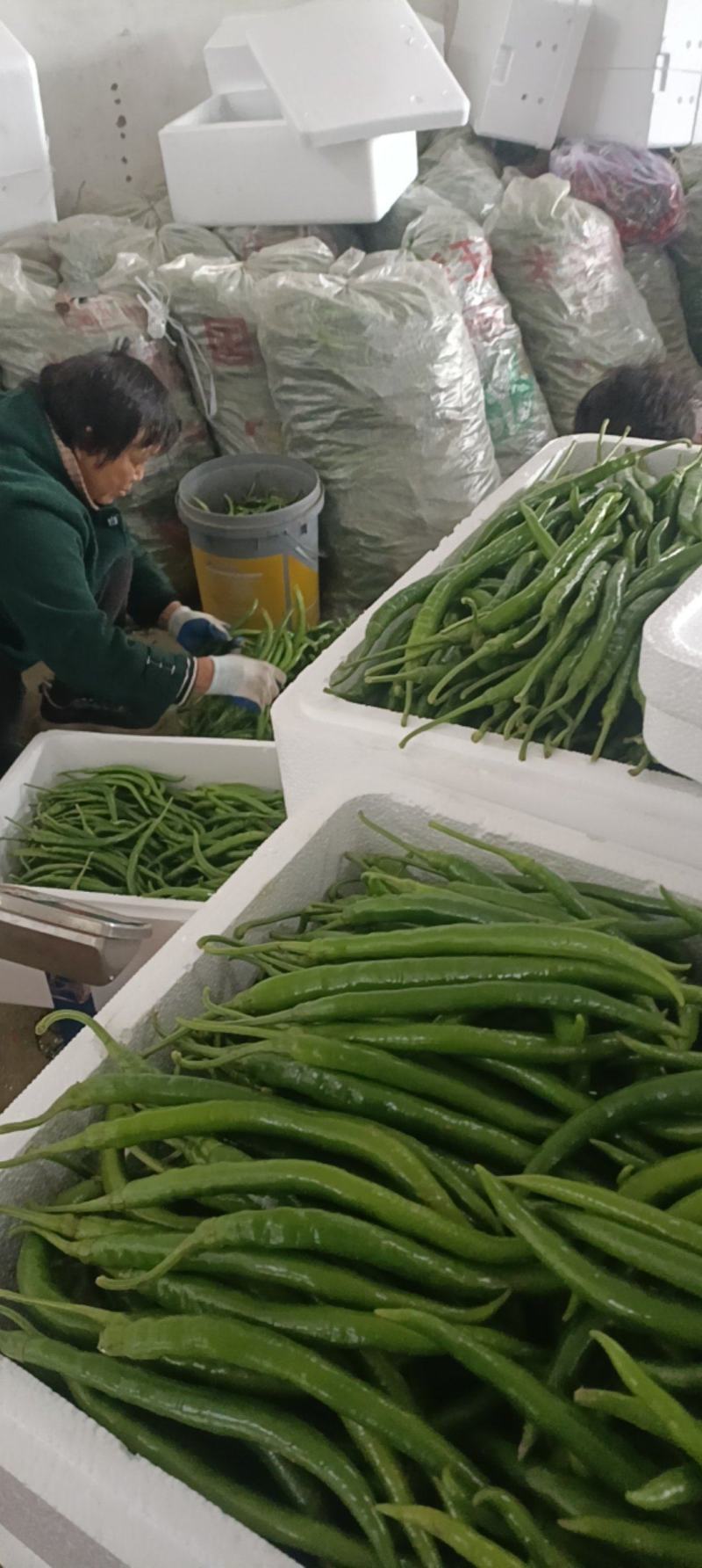 青线椒.精品.通货.电商货.量大从优货源充足