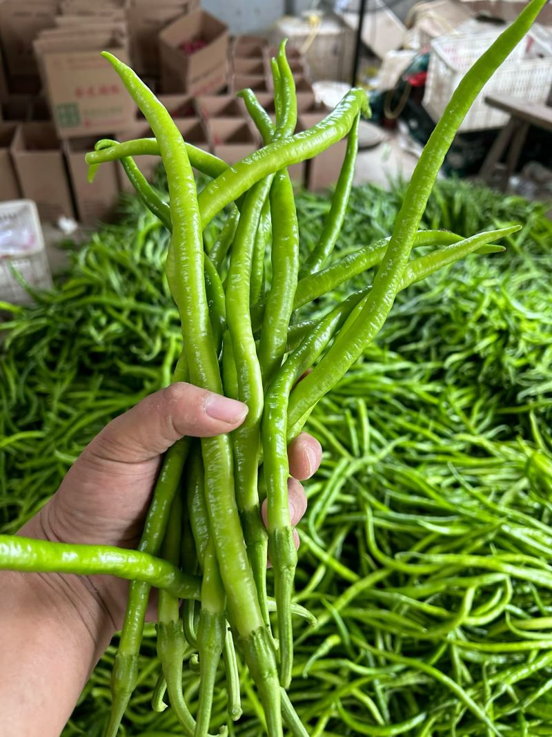 青线椒.精品.通货.电商货.量大从优货源充足