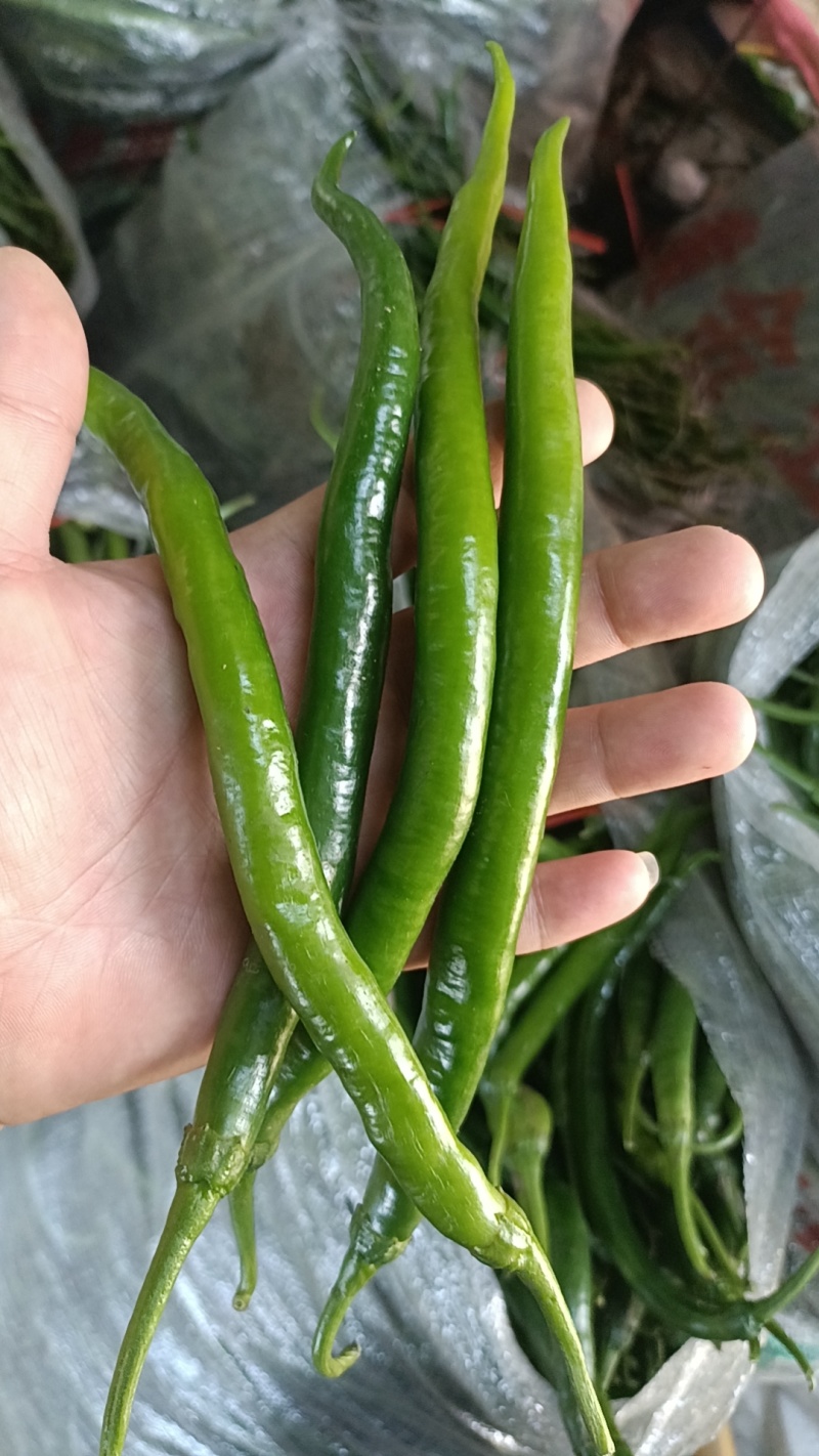 青线椒.精品.通货.电商货.量大从优货源充足