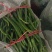青线椒.精品.通货.电商货.量大从优货源充足