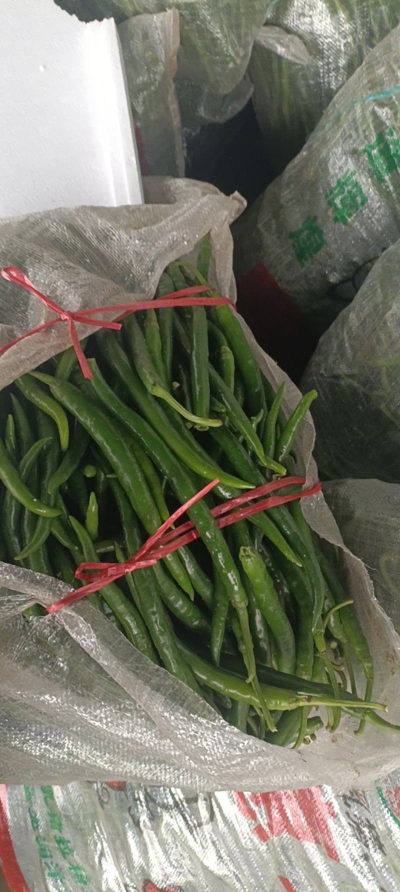 青线椒.精品.通货.电商货.量大从优货源充足