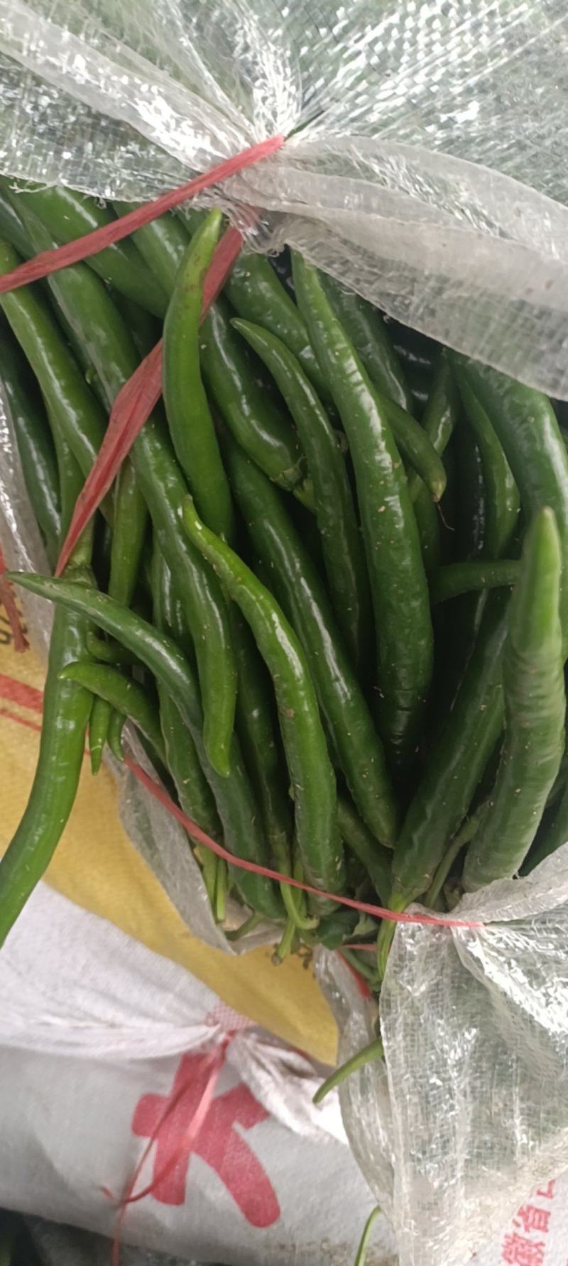 青线椒.精品.通货.电商货.量大从优货源充足