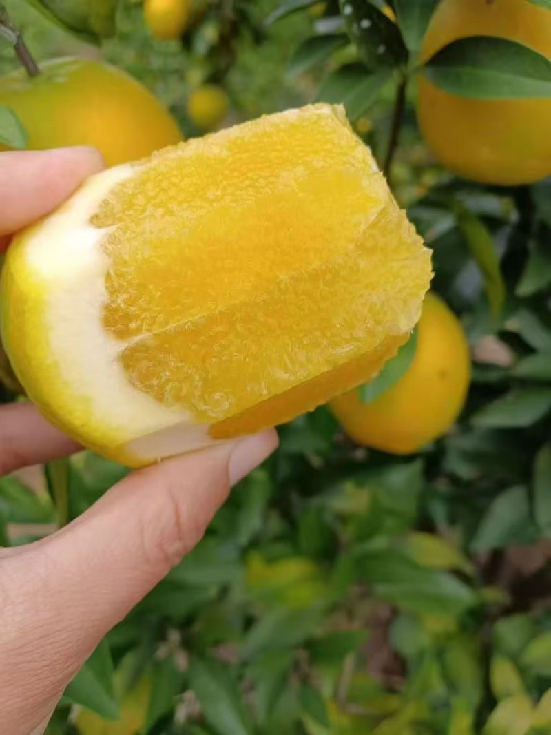 赣南脐橙