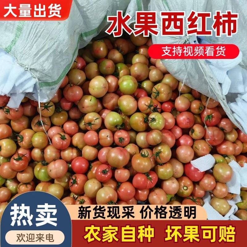 精品水果西红柿，香甜不酸，硬核耐运输，量大价优。