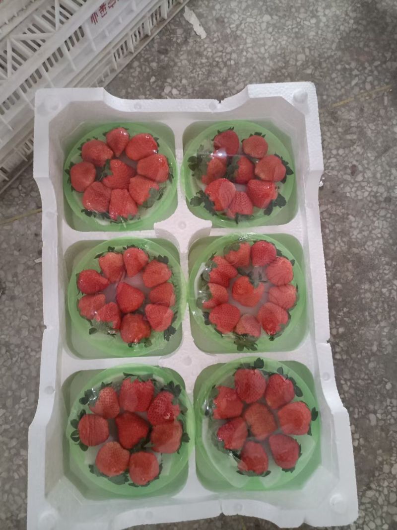 徐州草莓开始上量，欢迎全国商超，电商
