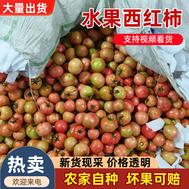精品水果西红柿，香甜不酸，硬核耐运输，量大价优。