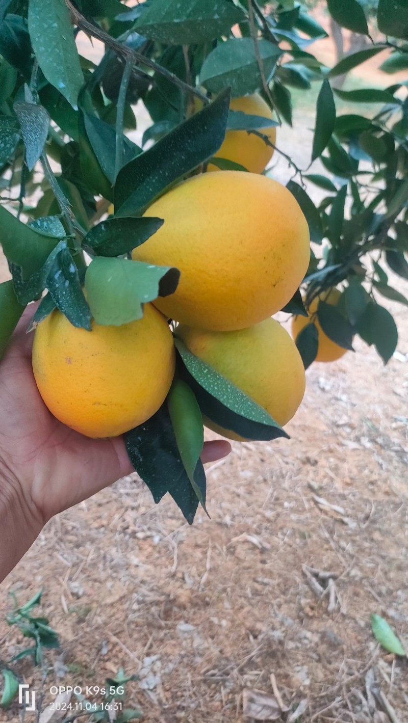 枝江柳荷尔脐橙