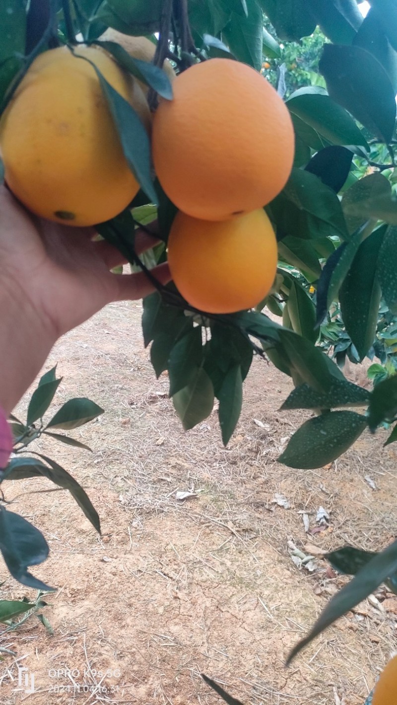 枝江柳荷尔脐橙