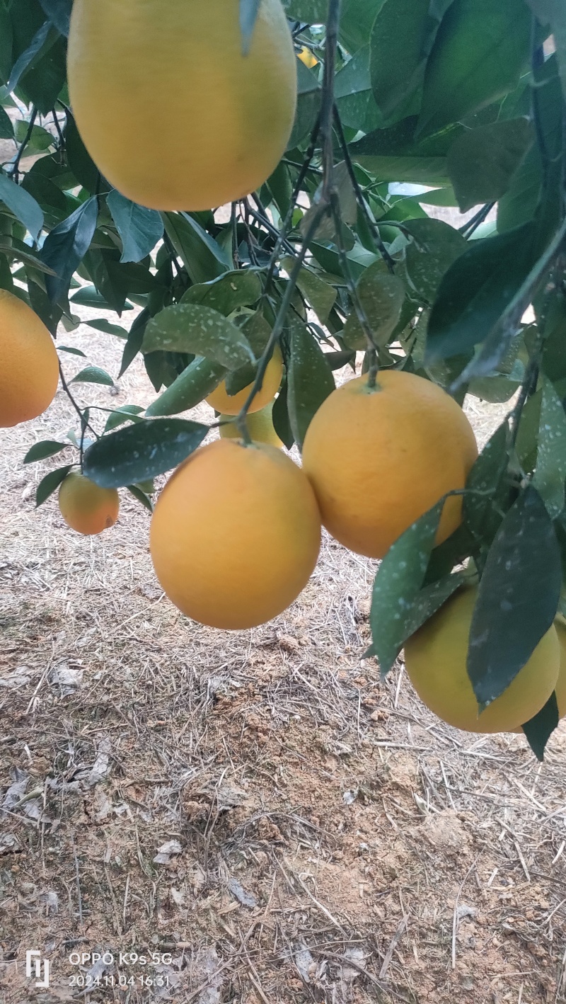 枝江柳荷尔脐橙