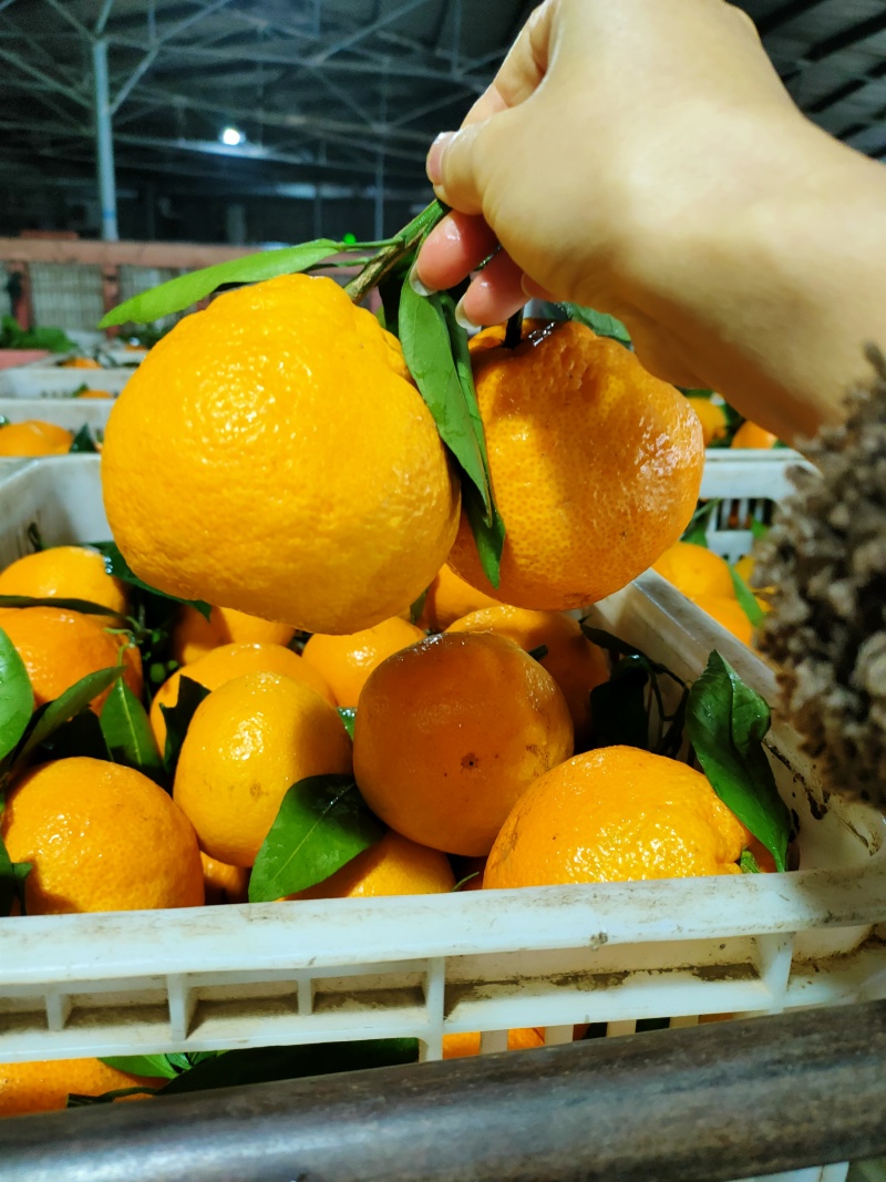丑橘丑八怪不知火个大皮薄口感甜一手货源全国发货