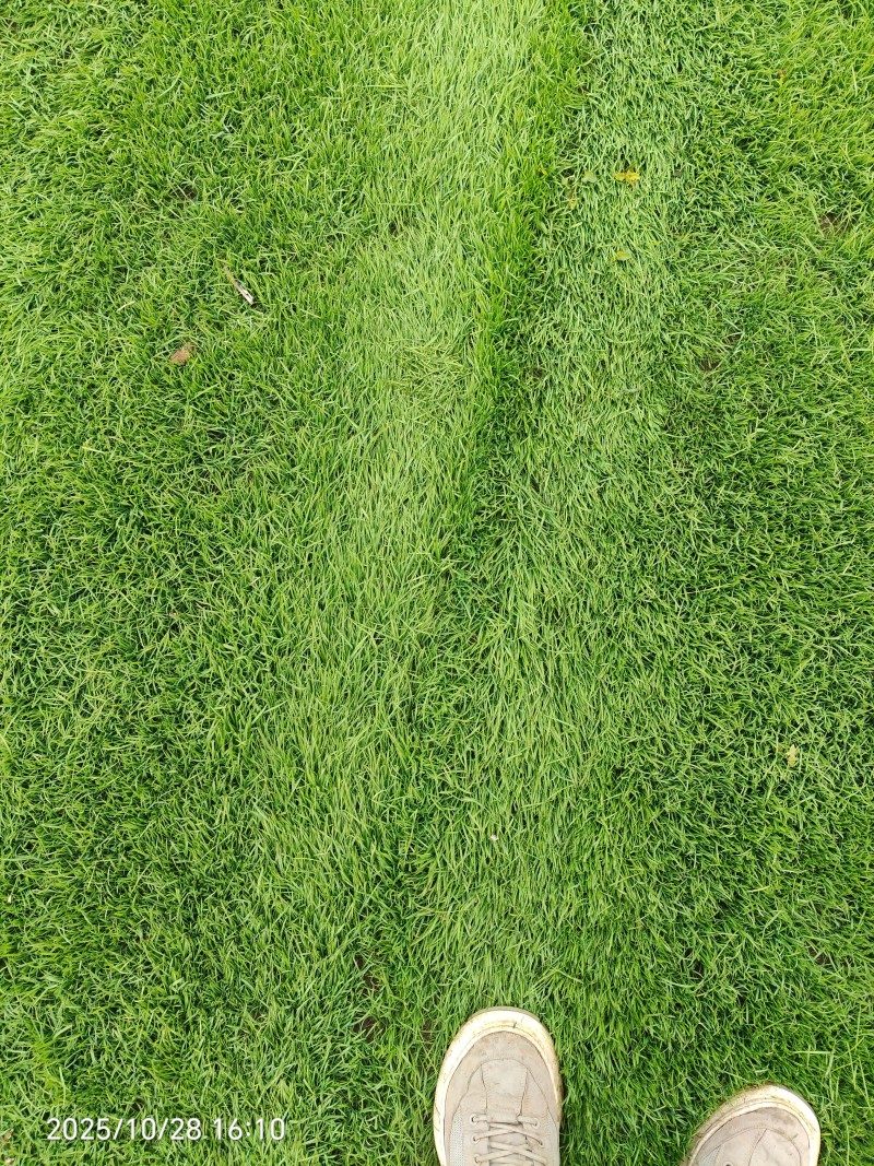 草皮