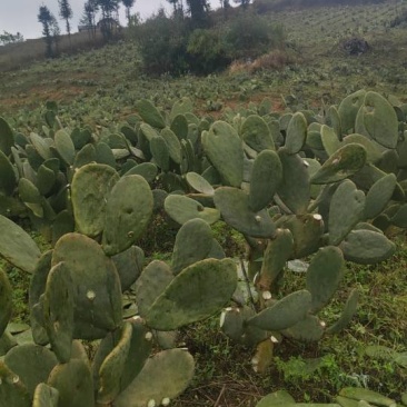 宝塔食用仙人掌种植片