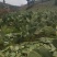 宝塔食用仙人掌种植片