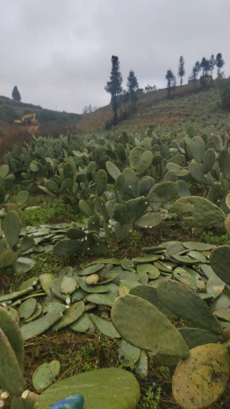宝塔食用仙人掌种植片