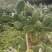 宝塔食用仙人掌种植片