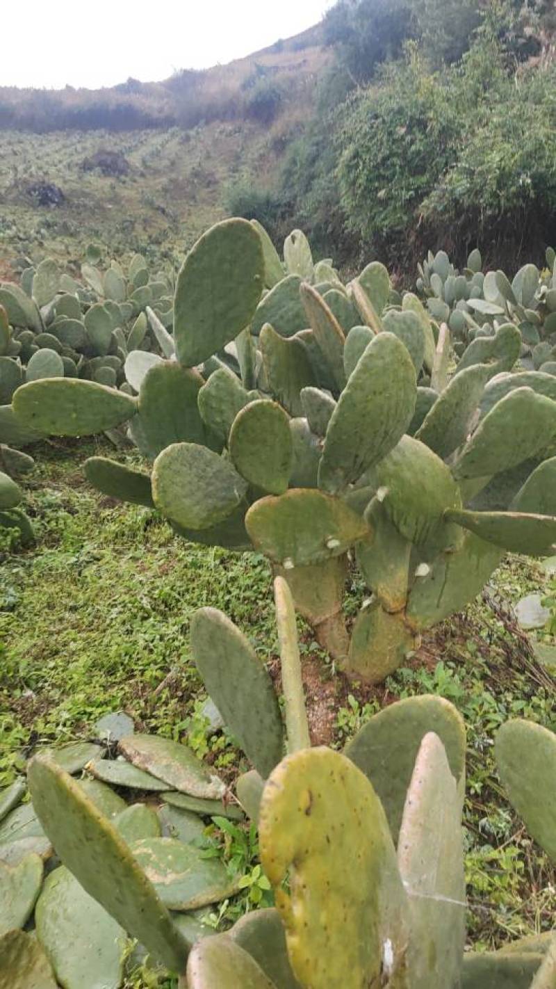 宝塔食用仙人掌种植片