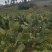 宝塔食用仙人掌种植片