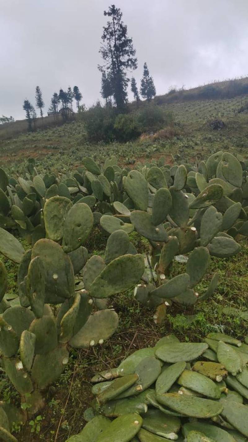 宝塔食用仙人掌种植片