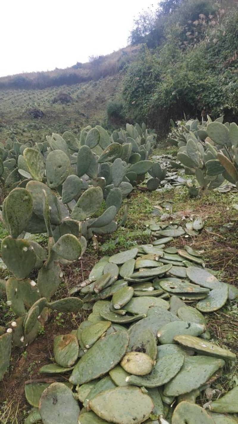 宝塔食用仙人掌种植片