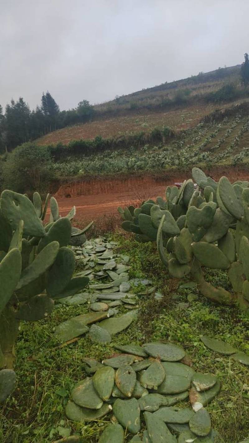 宝塔食用仙人掌种植片