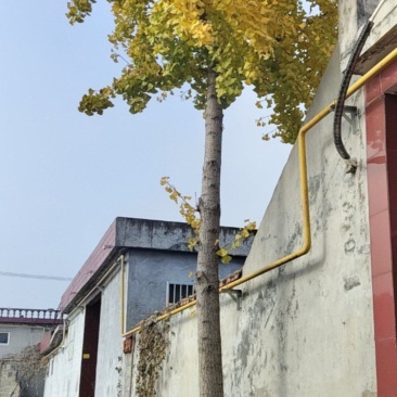 银杏树