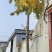 银杏树