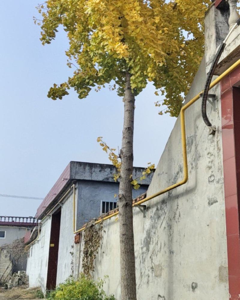 银杏树
