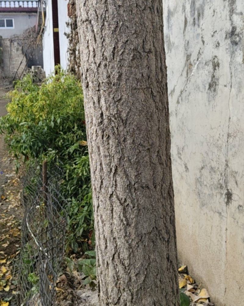 银杏树