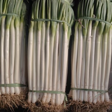 大葱品质保证服务周到价格美丽欢迎联系