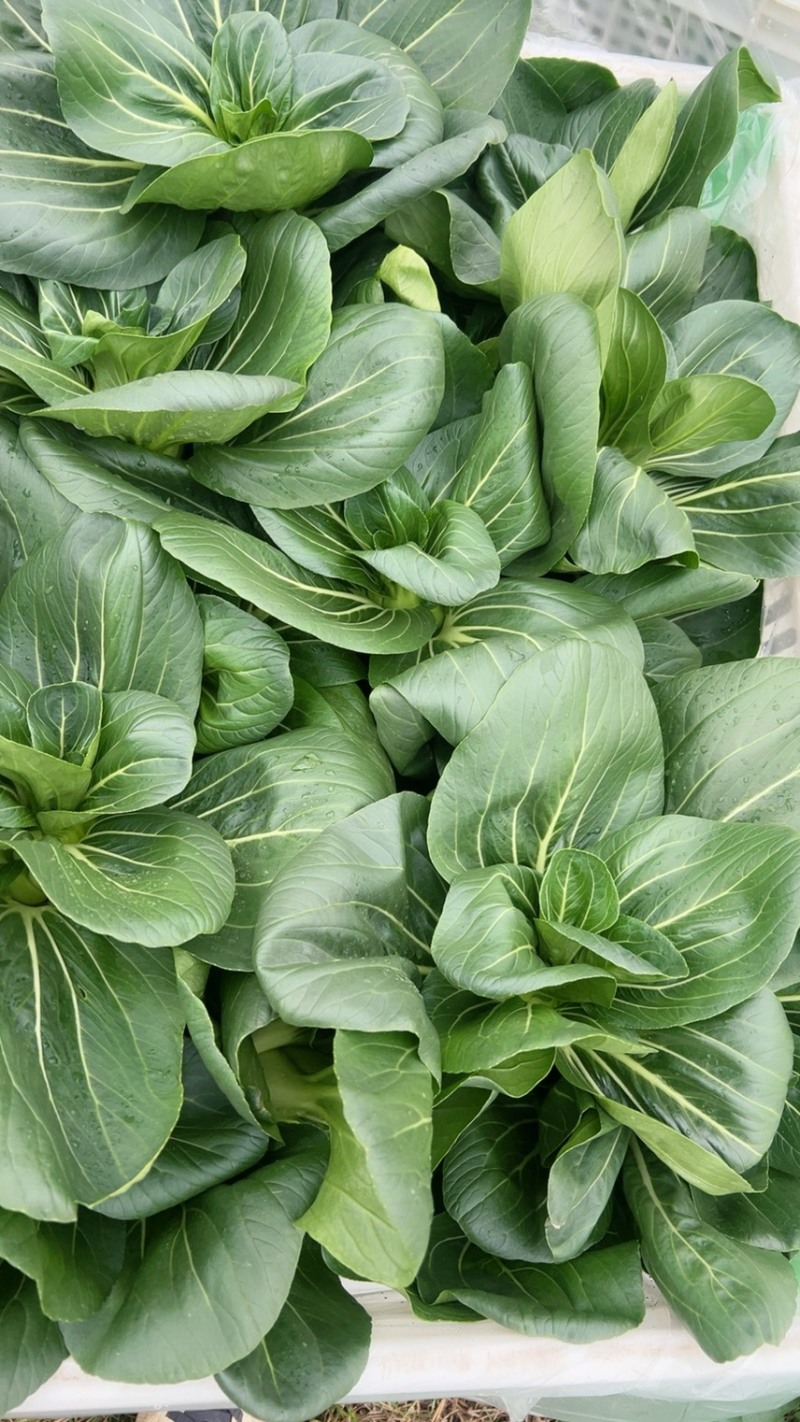 精品青梗矮脚菜