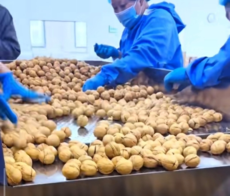 高品质185薄皮手剥熟核桃，电商大量供应