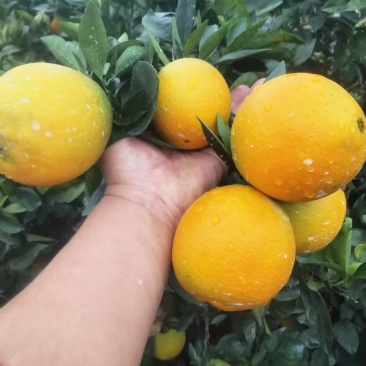 爱媛橙大量有货基地直供现摘现发品质优可视频看货欢迎咨询来