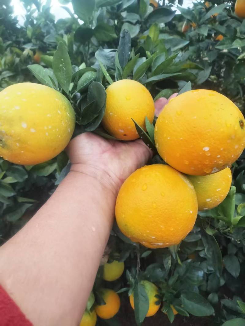 爱媛橙大量有货基地直供现摘现发品质优可视频看货欢迎咨询来