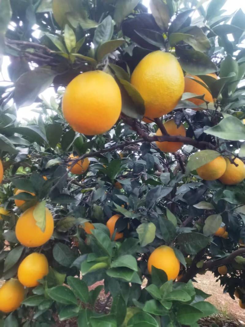 爱媛橙大量有货基地直供现摘现发品质优可视频看货欢迎咨询来