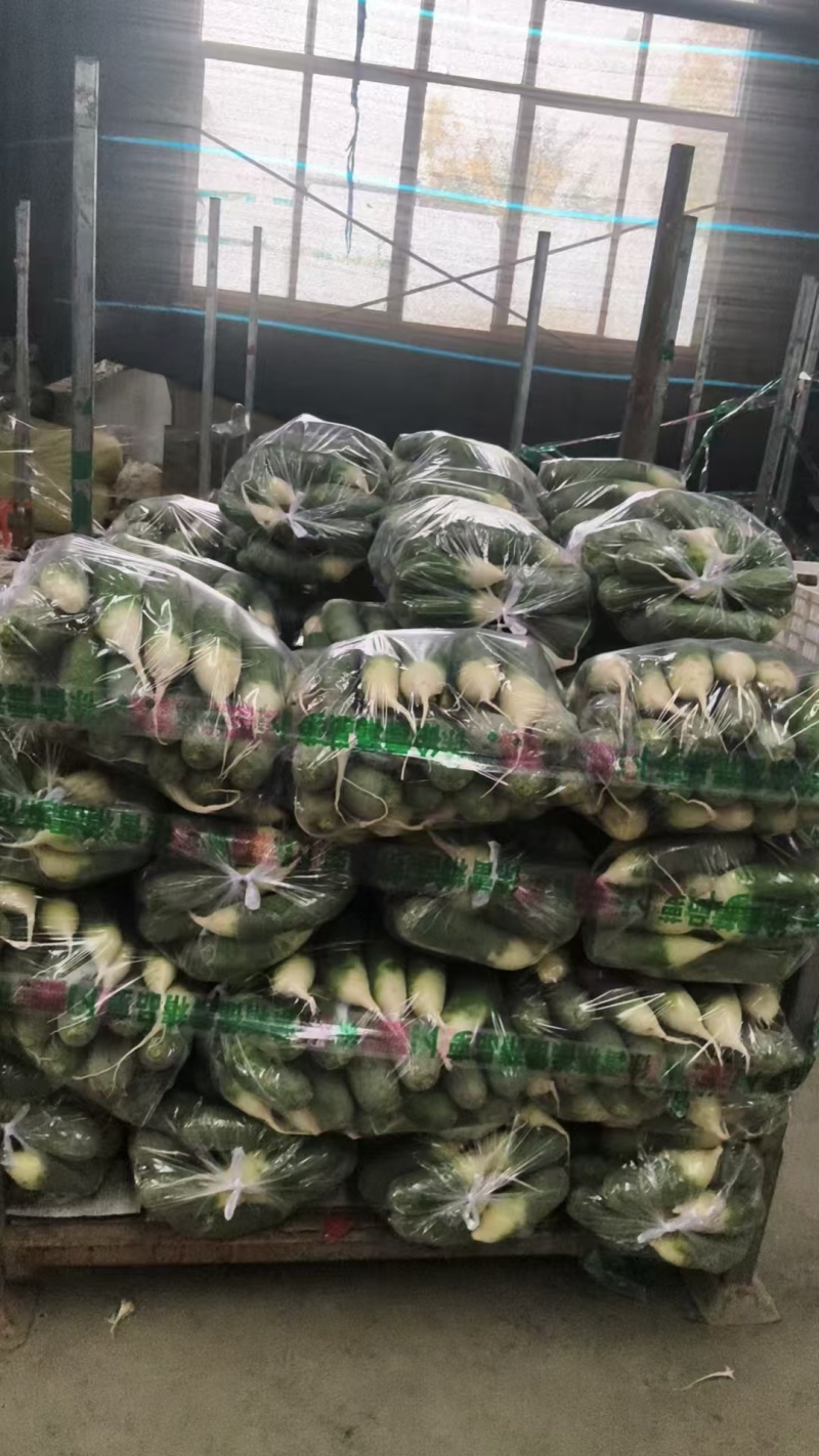 水果青萝卜产地直发量大从优