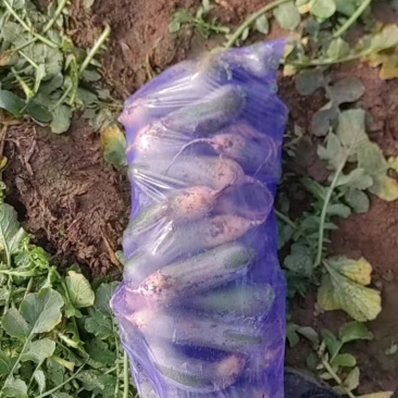 水果青萝卜产地直发量大从优