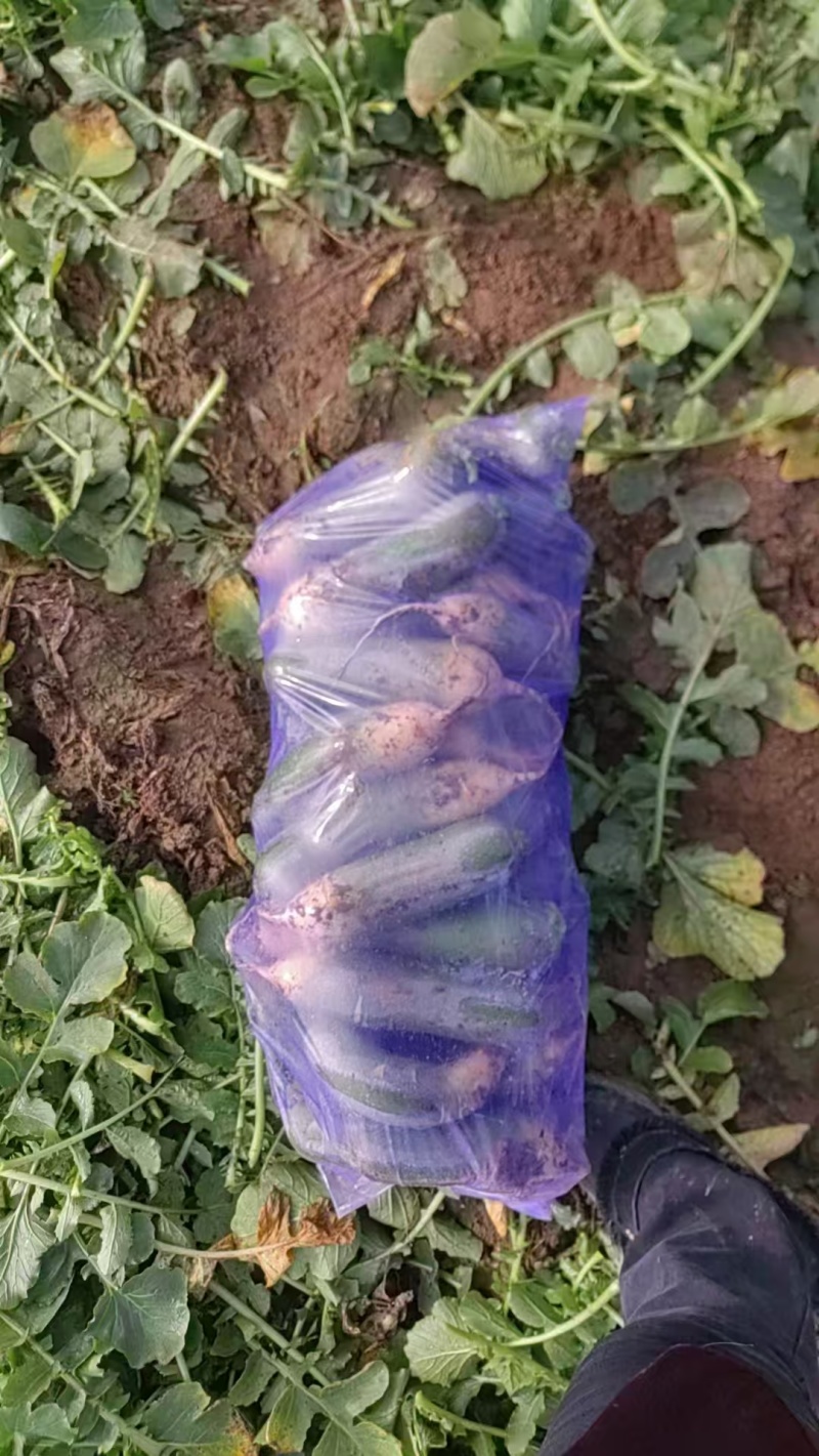 水果青萝卜产地直发量大从优