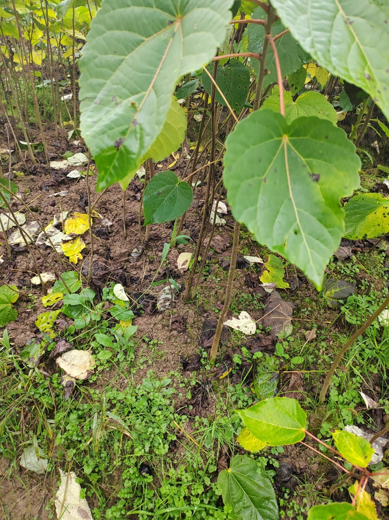 毛叶山桐子
