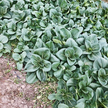 【太湖菜】