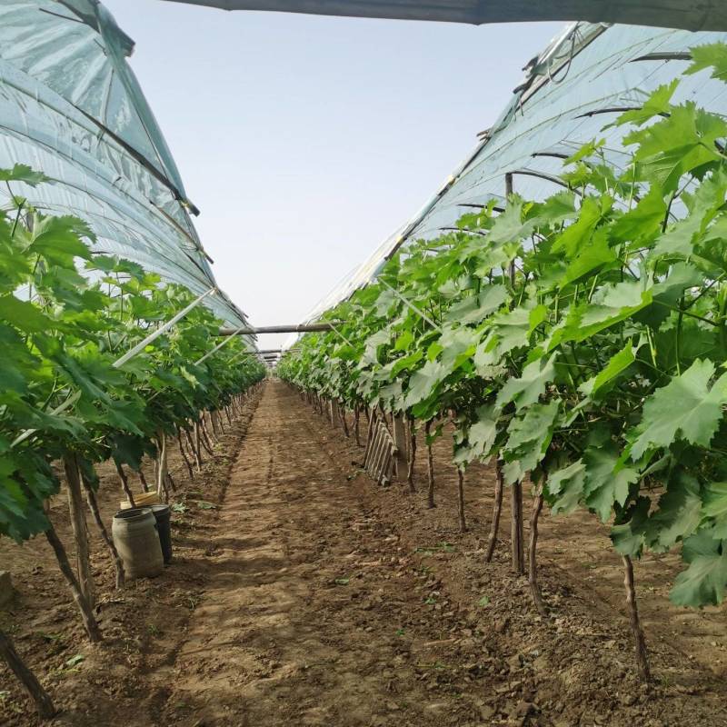 陕西咸阳户太八号葡萄苗基地直发量大从优欢迎下单