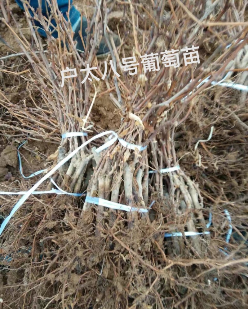 陕西咸阳户太八号葡萄苗基地直发量大从优欢迎下单