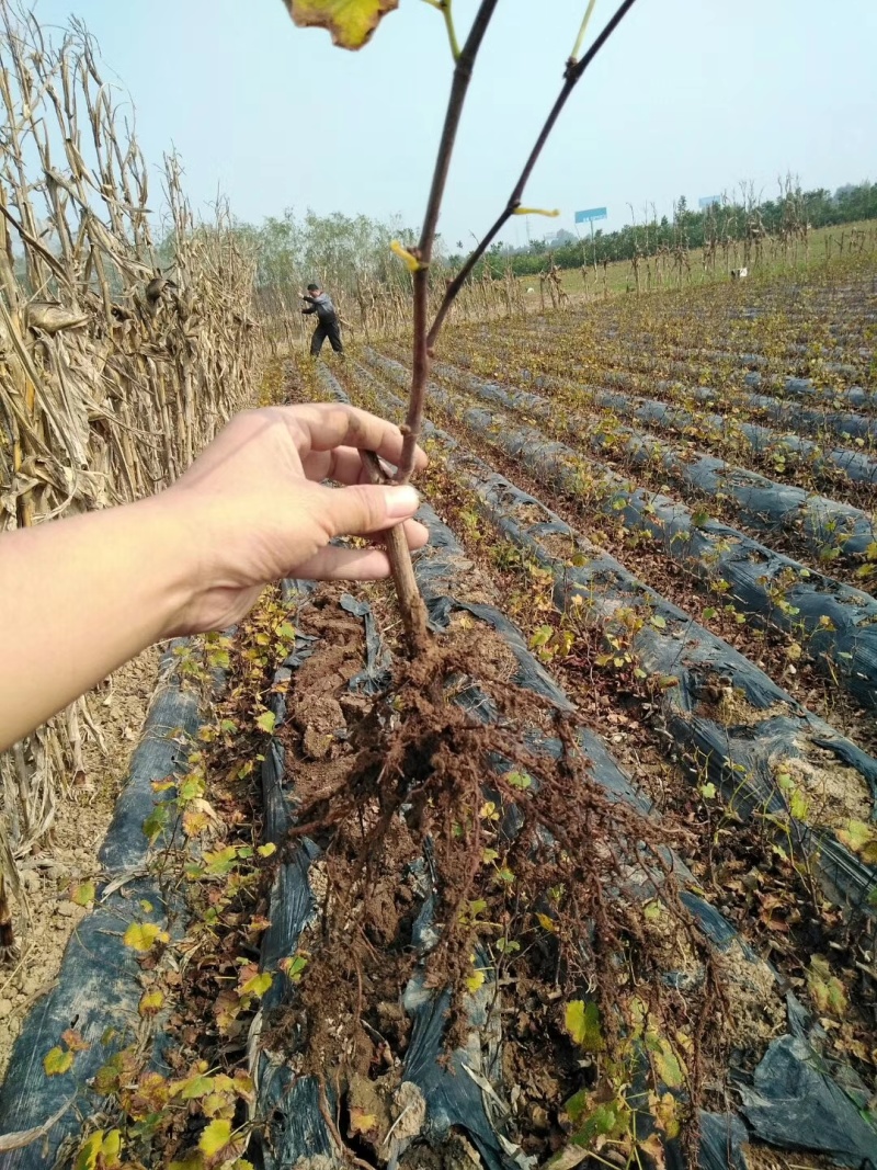 陕西咸阳户太八号葡萄苗基地直发量大从优欢迎下单