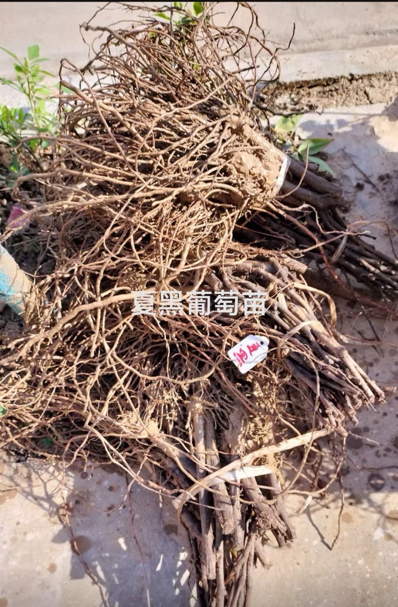 陕西咸阳户太八号葡萄苗基地直发量大从优欢迎下单