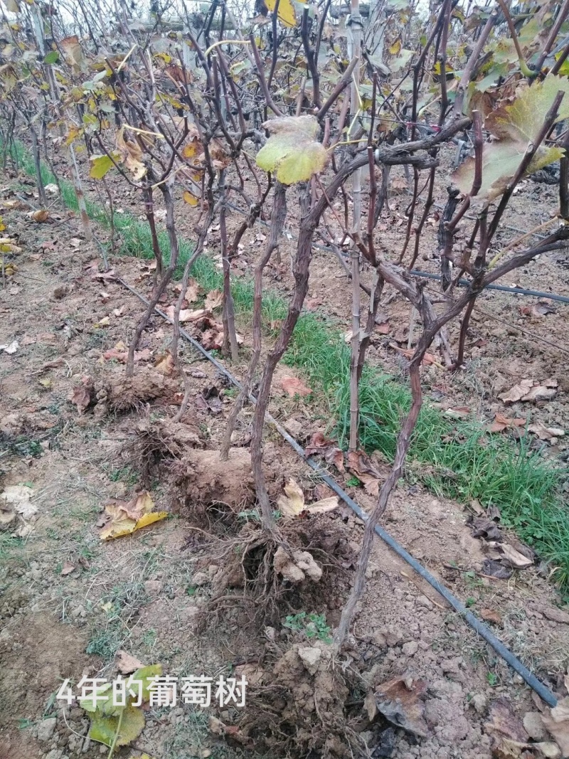 陕西咸阳户太八号葡萄苗基地直发量大从优欢迎下单