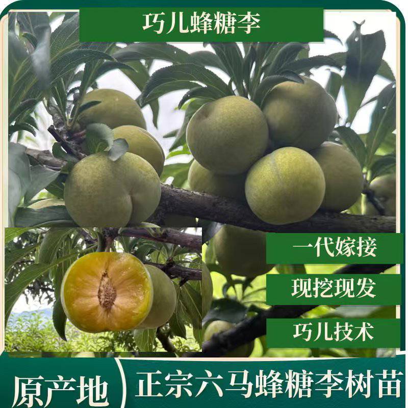 六马蜂糖李苗原产地发货品种保证