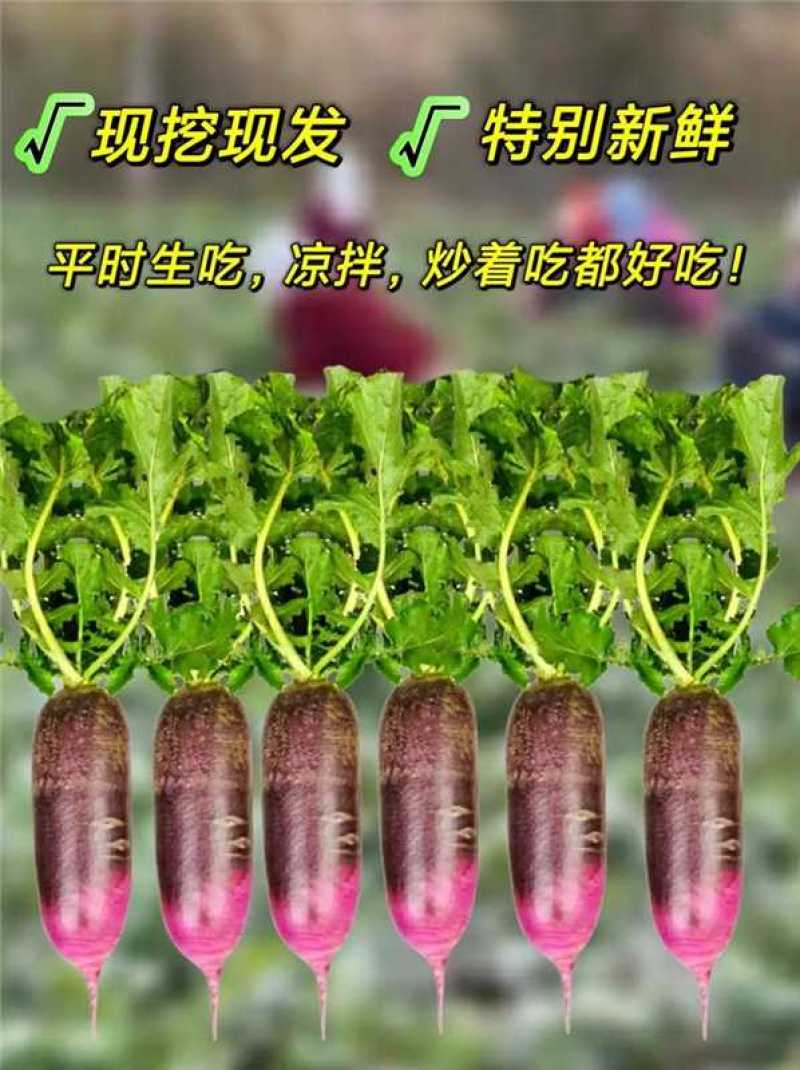 山东冰淇淋水果萝卜皮薄多汁脆甜不辣欢迎来电咨询