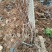 陕西咸阳户太八号葡萄苗基地直发量大从优欢迎下单