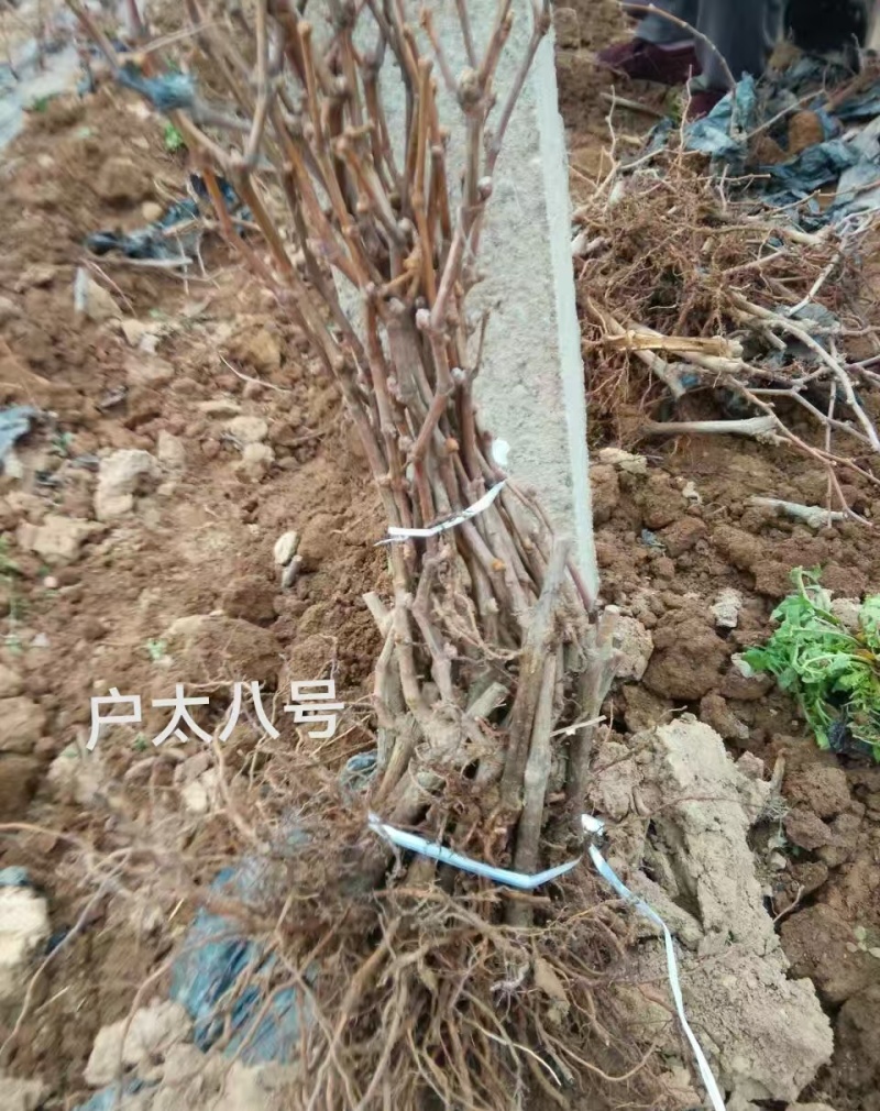 陕西咸阳户太八号葡萄苗基地直发量大从优欢迎下单