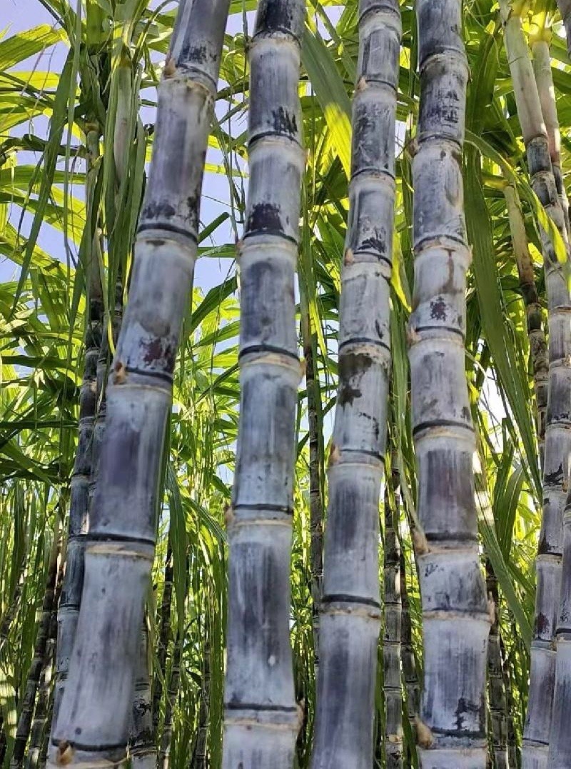 广西黑皮甘蔗/广西甘蔗/基地现砍现发/保证质量全国发货